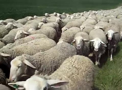 fakta tentang serat wol